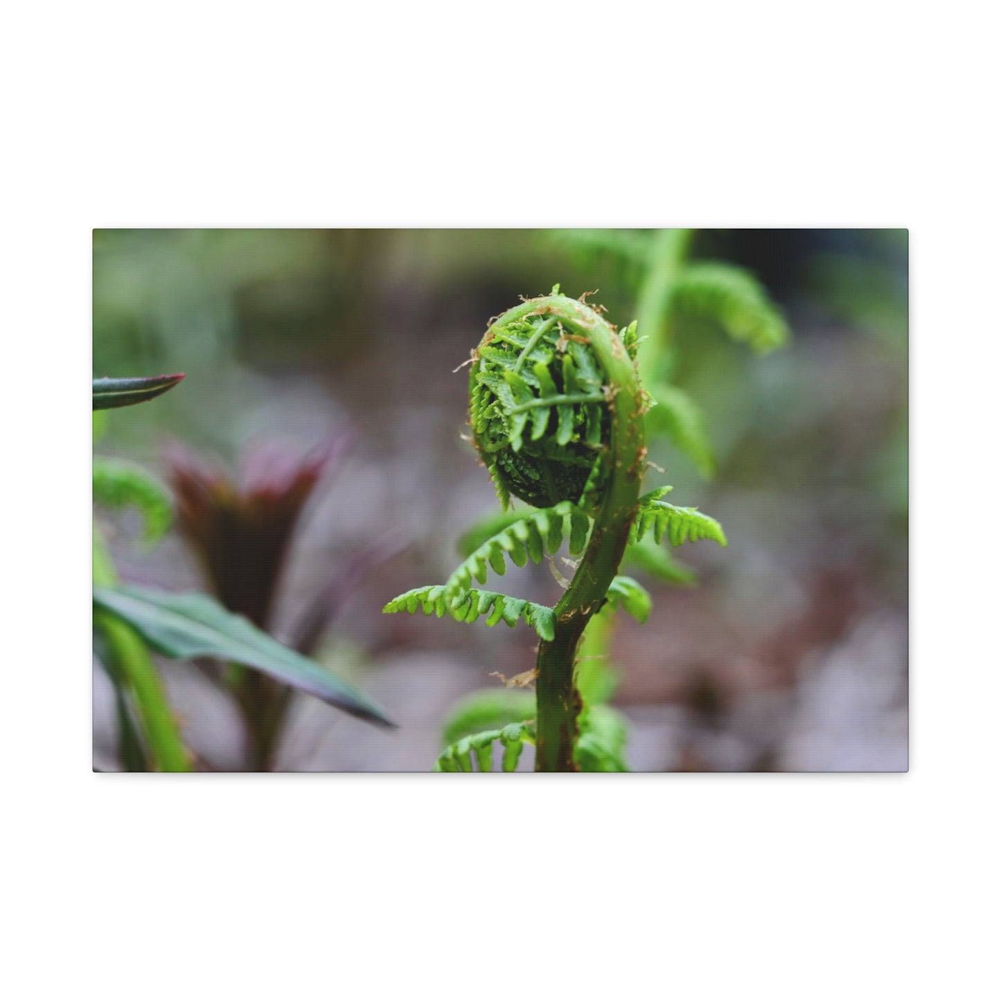 Fiddlehead Fern Matte Canvas Print ~ Botanical Nature Wall Art