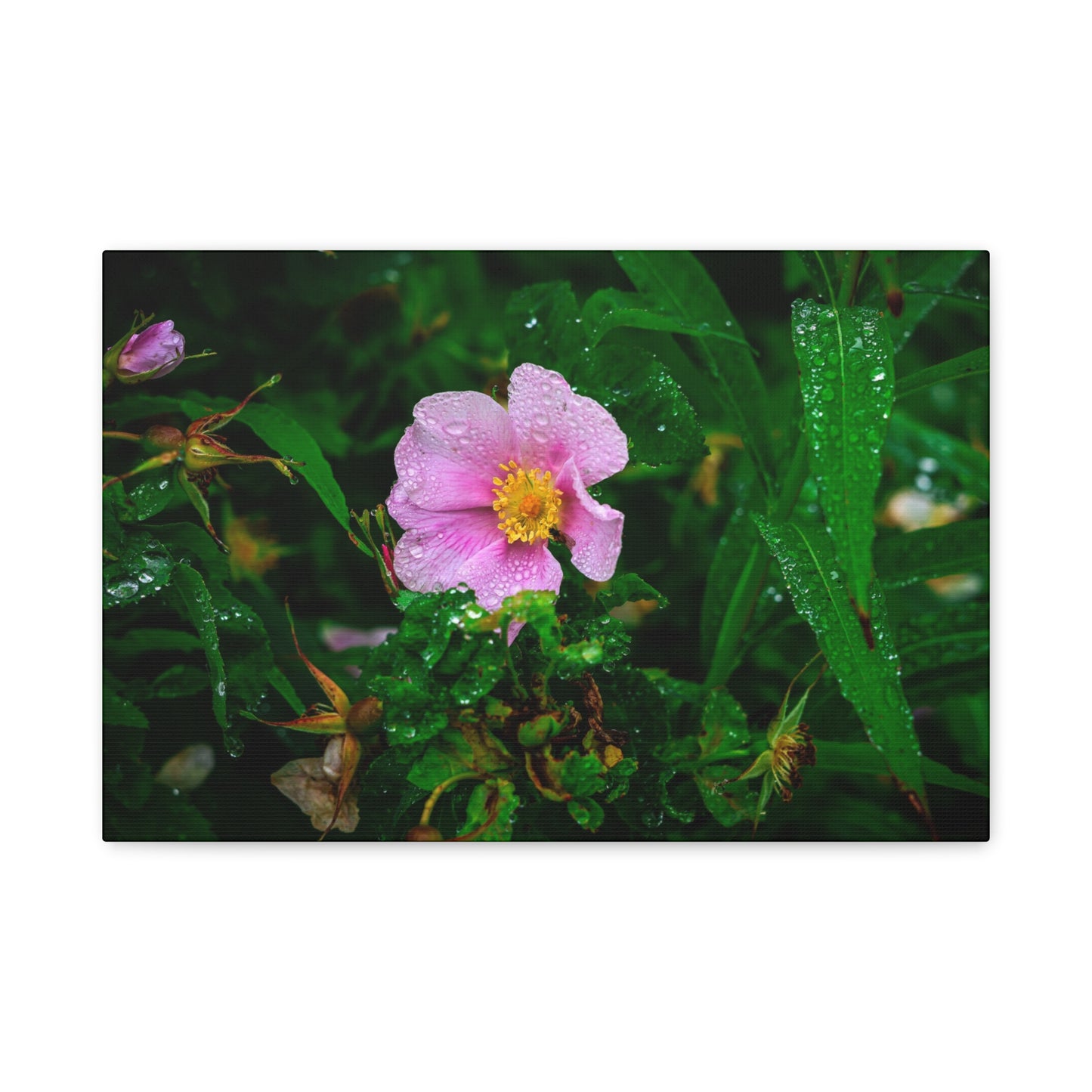 Pink Rosehip Wildflower Dew Matte Canvas Print — Stretched 1.25"