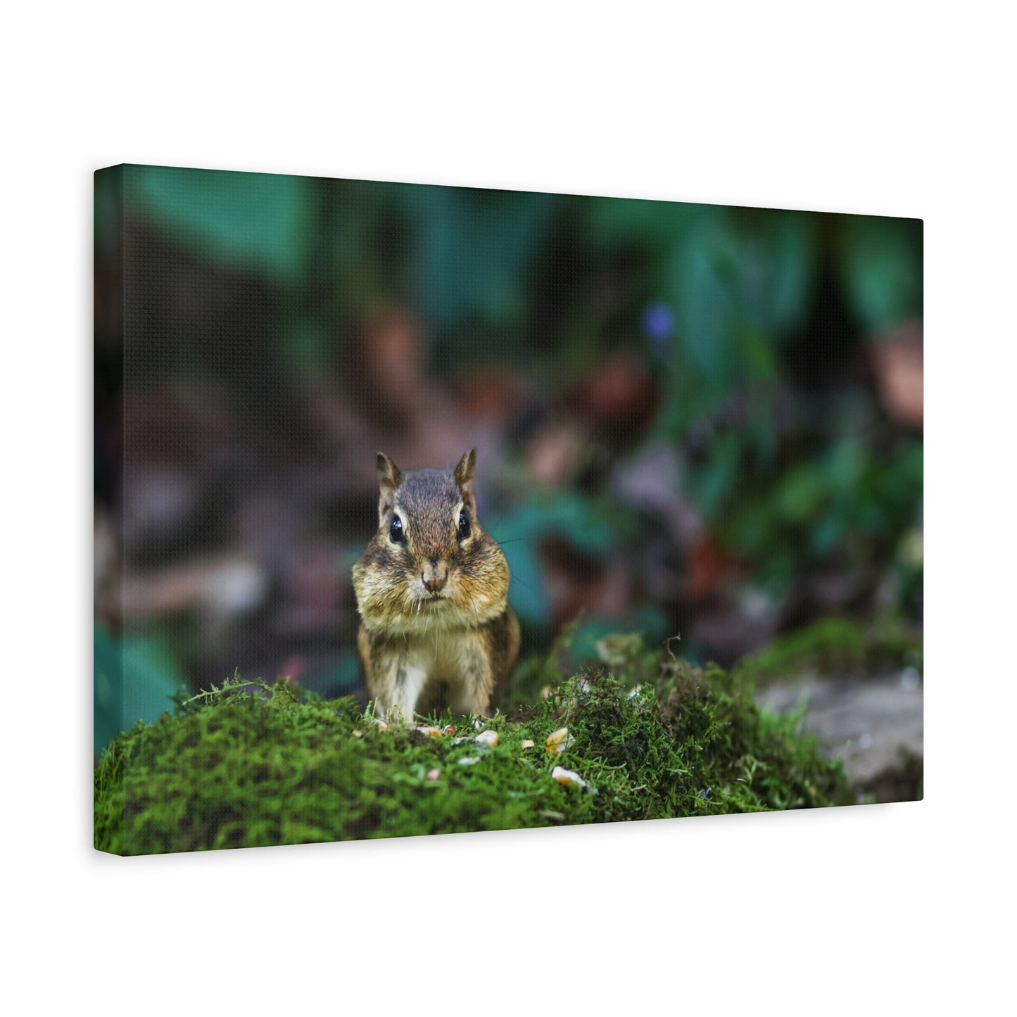 Chipmunk on Moss