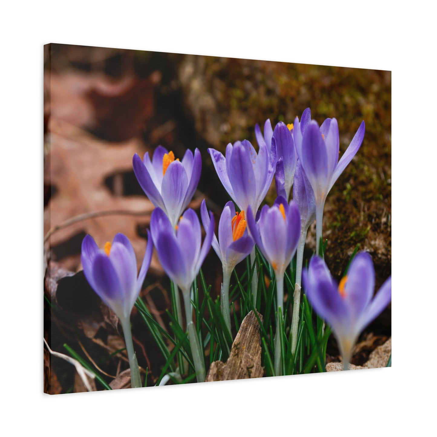 Purple Crocus Flower Canvas Stretched Matte Canvas