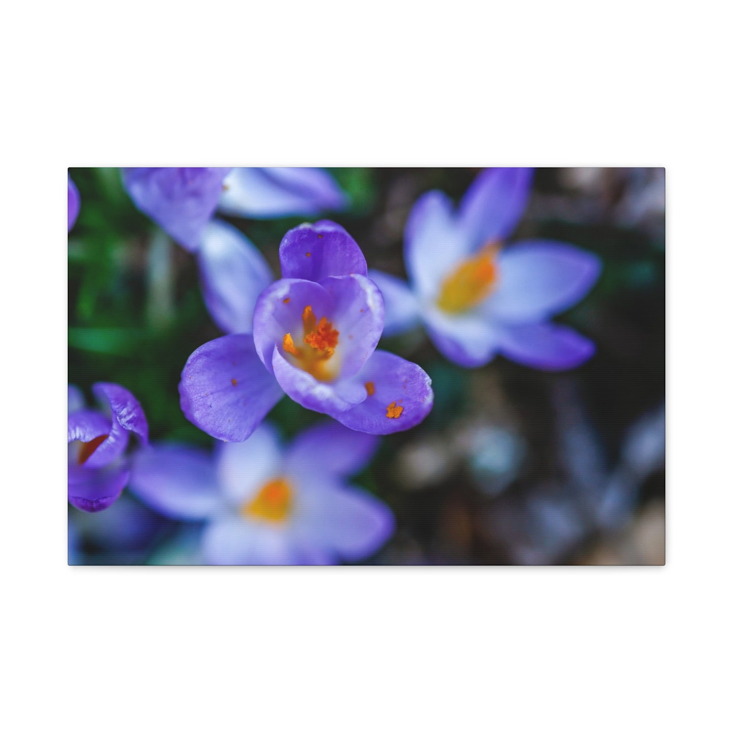 Purple Crocus Blossom Matte Canvas Print, Spring Floral Wall Art