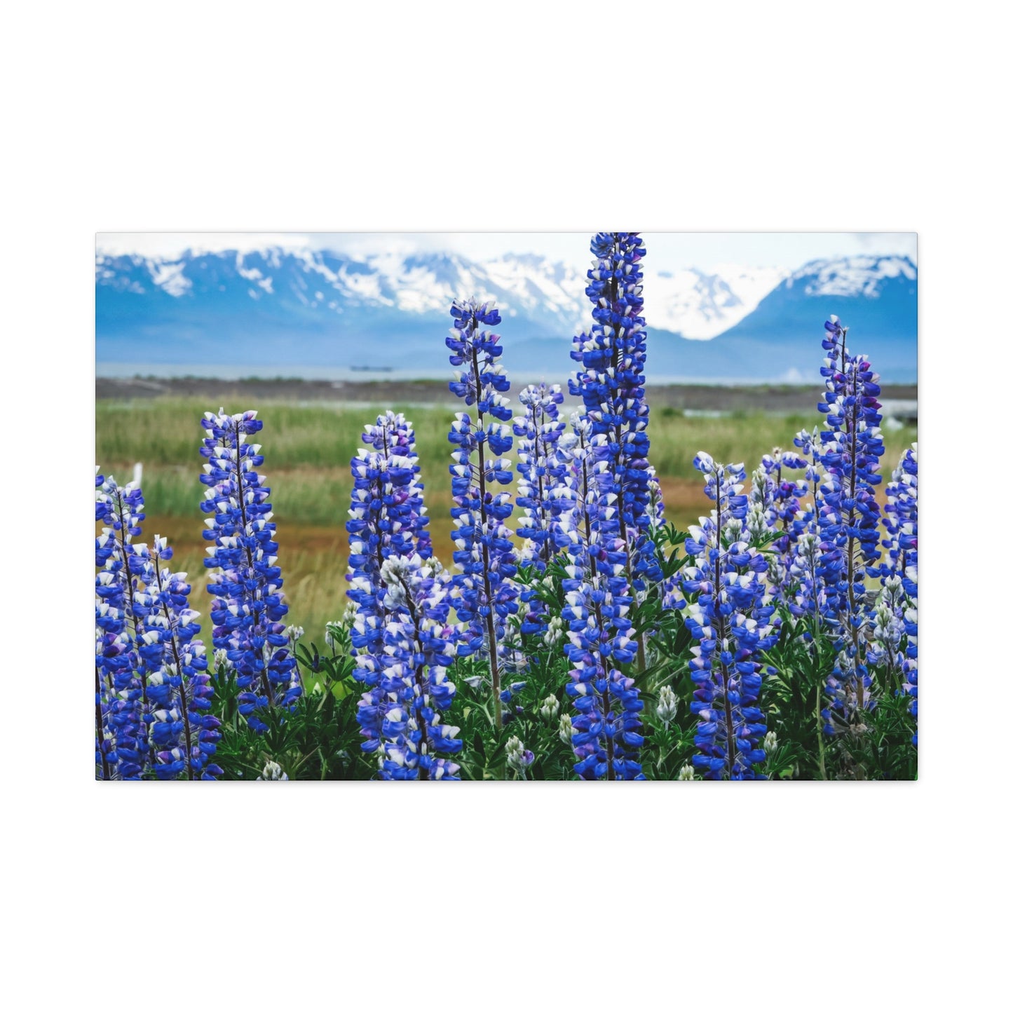 Lupine Meadow Canvas Print — Matte Stretched Wall Art