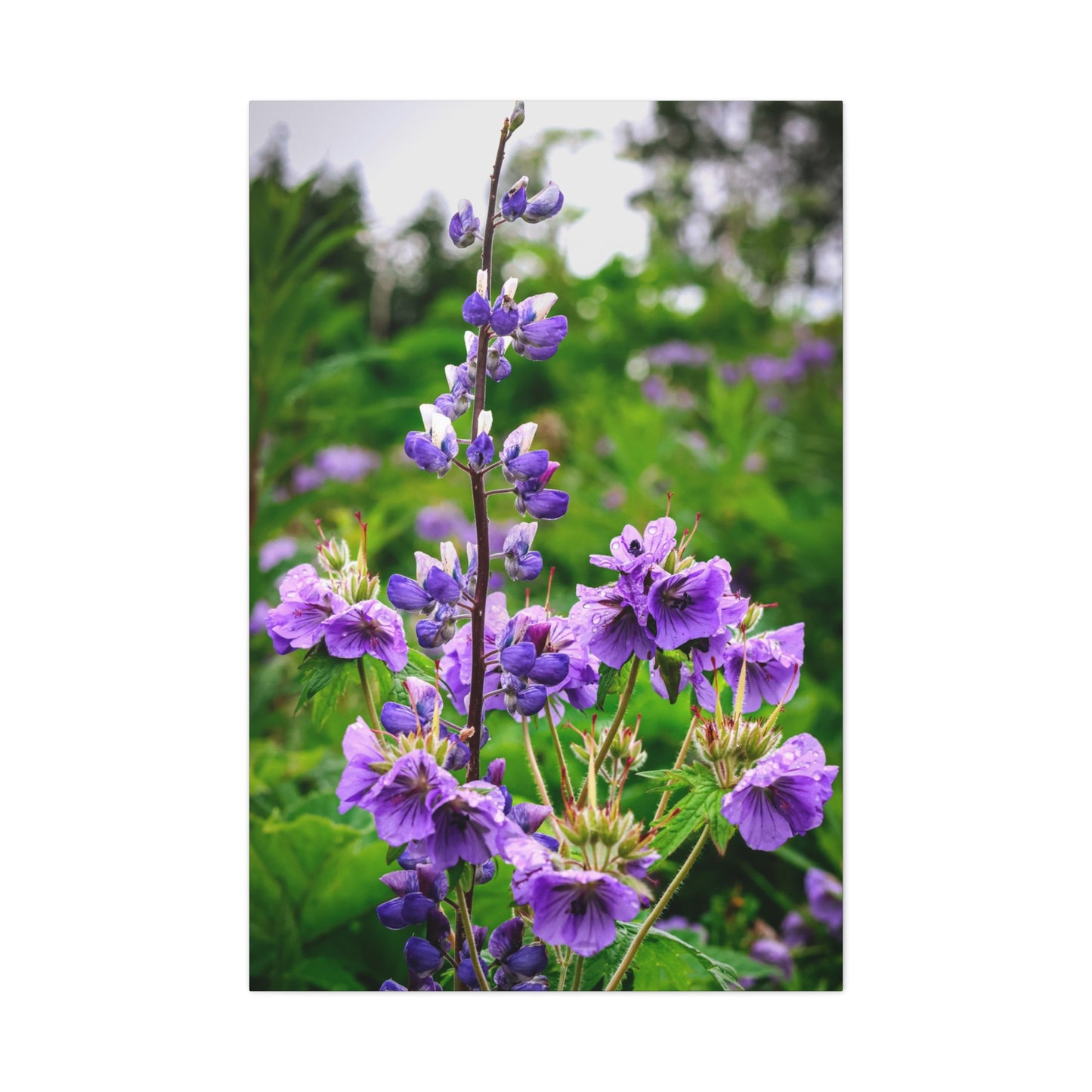Purple Wildflower Canvas Print – A Quiet Botanical Study