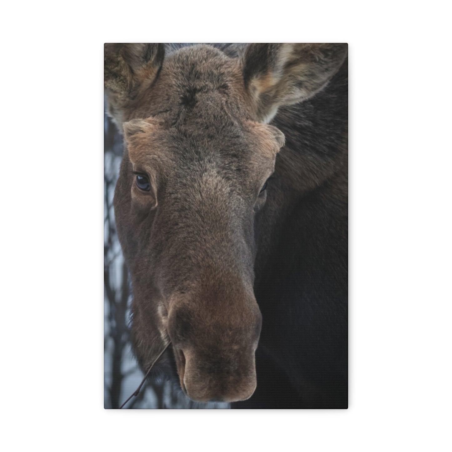 Winter Moose Canvas Print, Stretched Wall Art