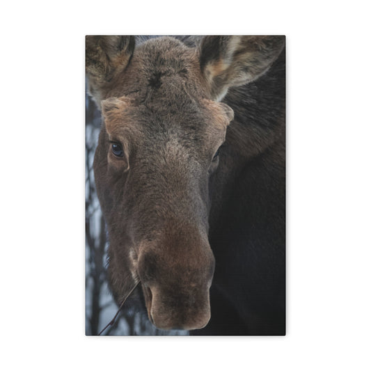 Winter Moose Canvas Print, Stretched Wall Art