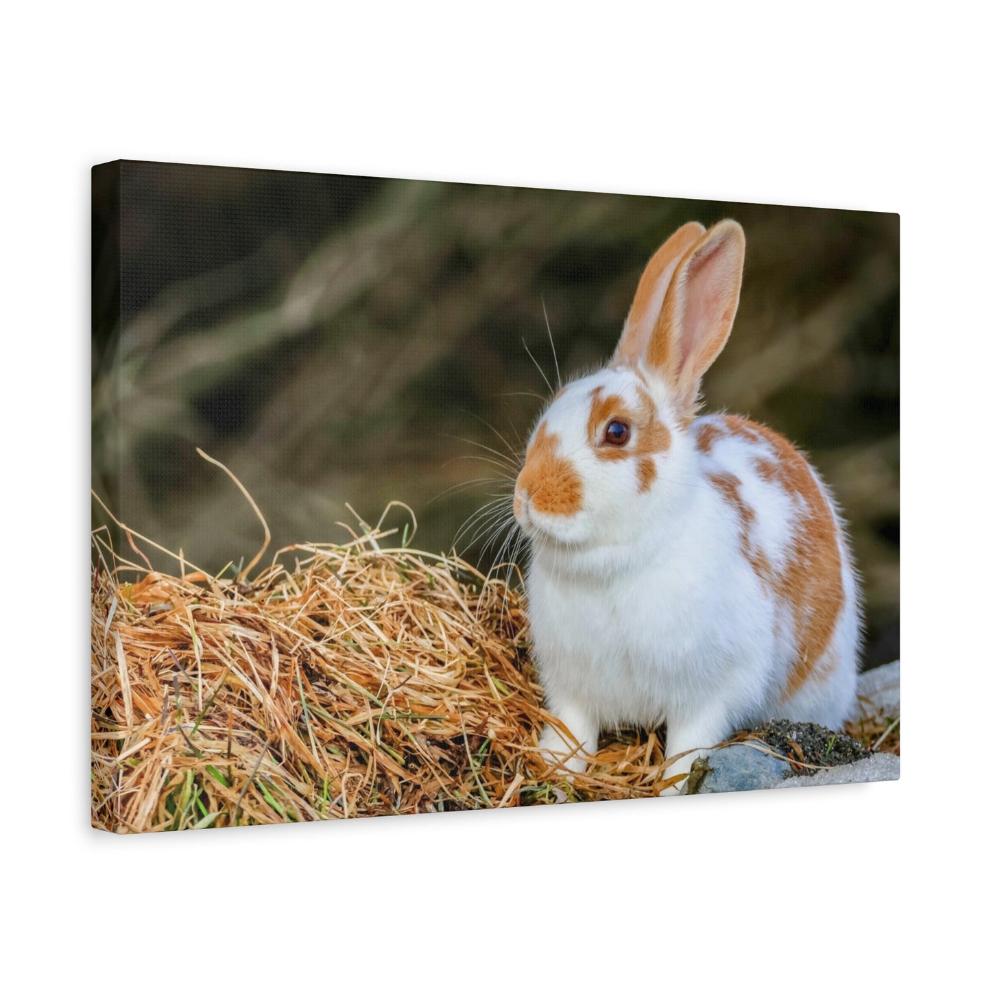Rabbit Canvas Wall Art ~ Cute Brown & White Bunny Matte Stretched Canvas