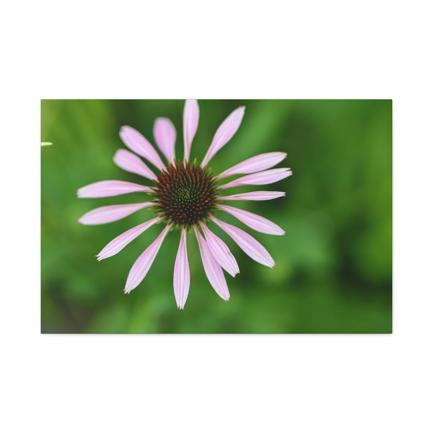 Pink Coneflower Botanical Canvas Wall Art — Matte Stretched 1.25"