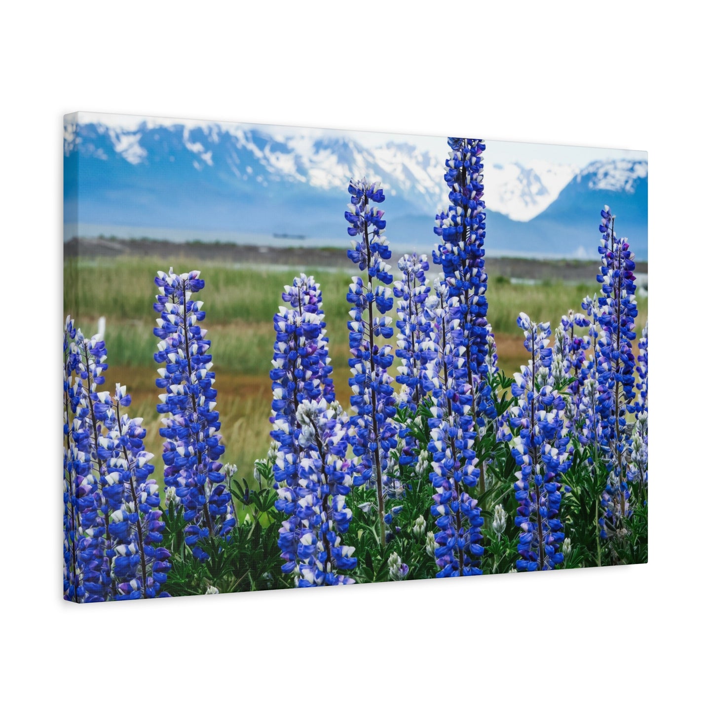 Lupine Meadow Canvas Print — Matte Stretched Wall Art