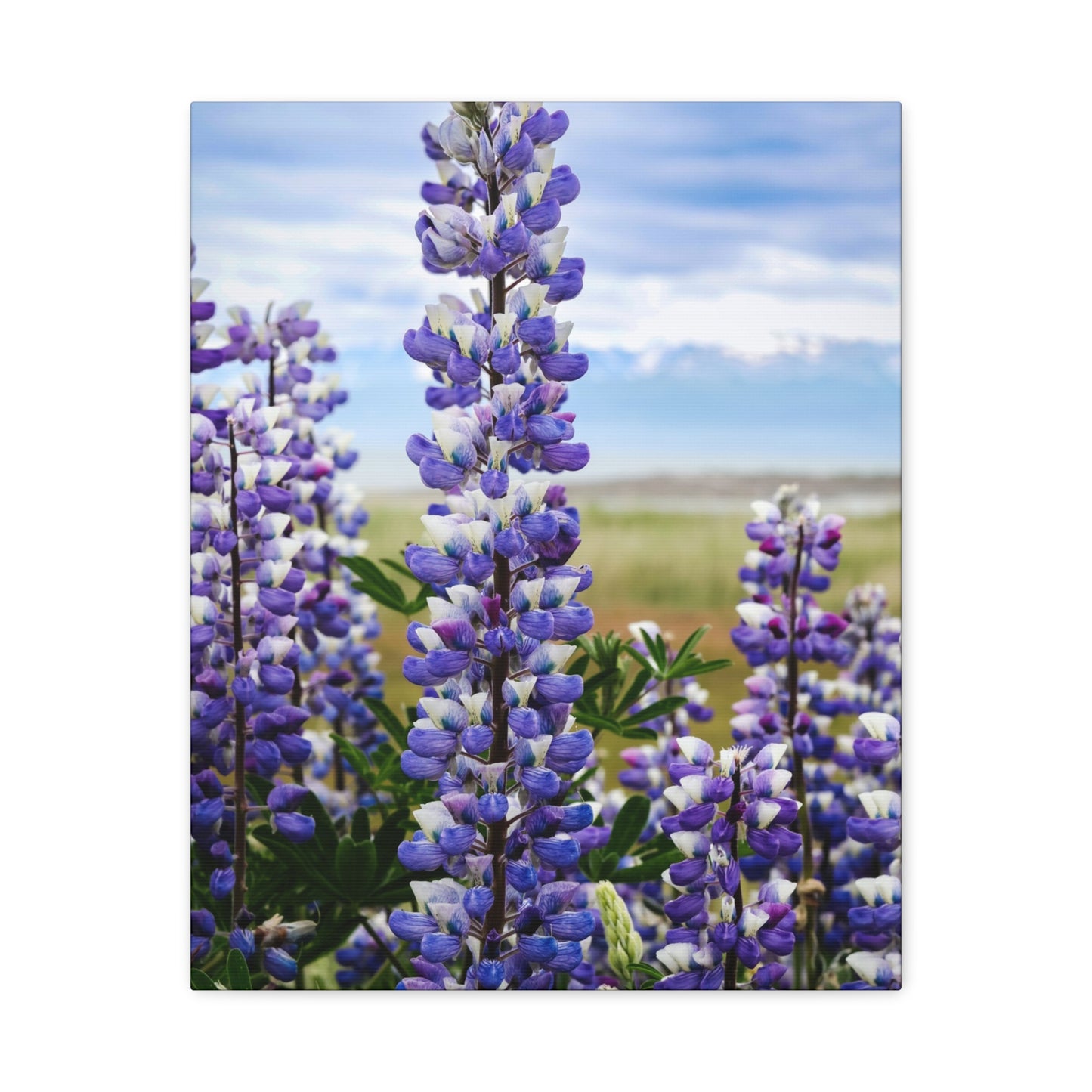 Lupine Field Matte Stretched Canvas