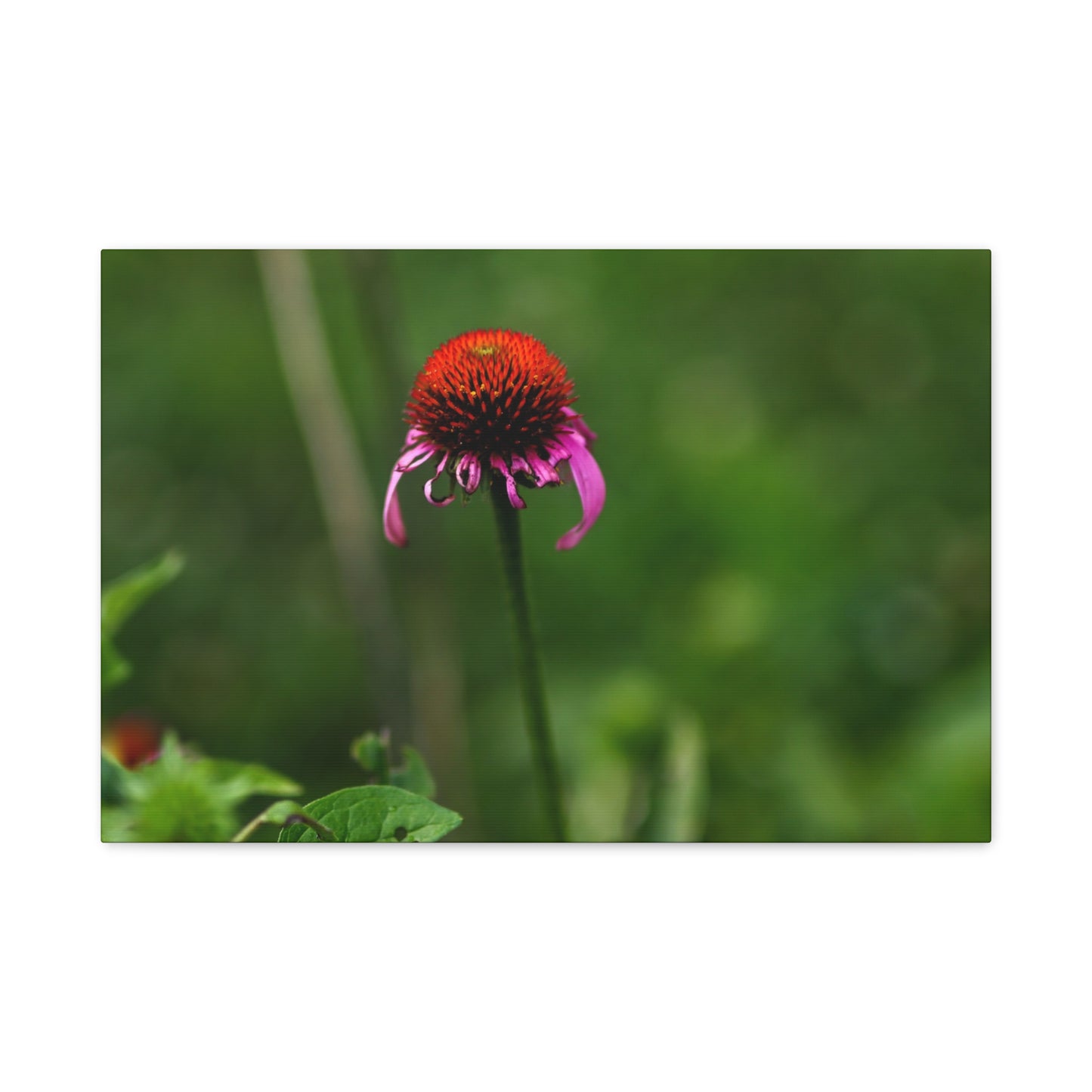 Echinacea Wildflower Canvas Print — Matte Stretched Wall Art
