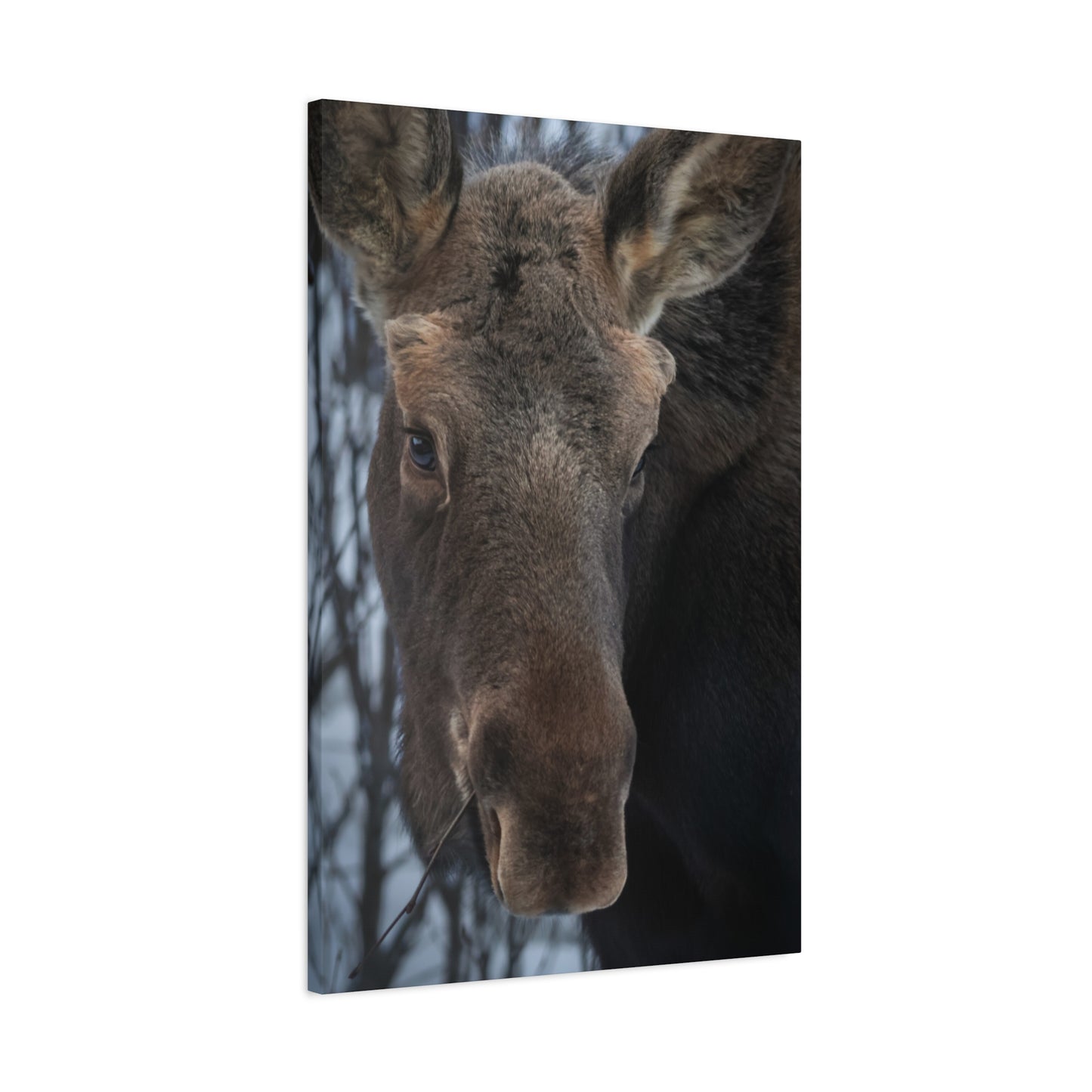 Winter Moose Canvas Print, Stretched Wall Art