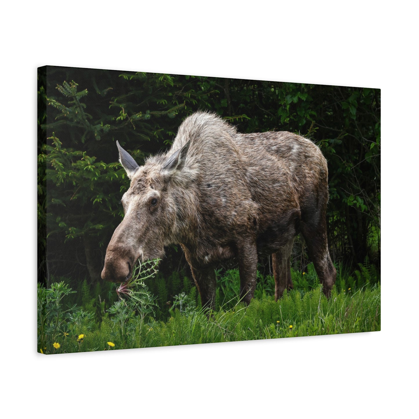 Wild Moose Matte Canvas Print — Rustic Forest Wildlife Wall Art