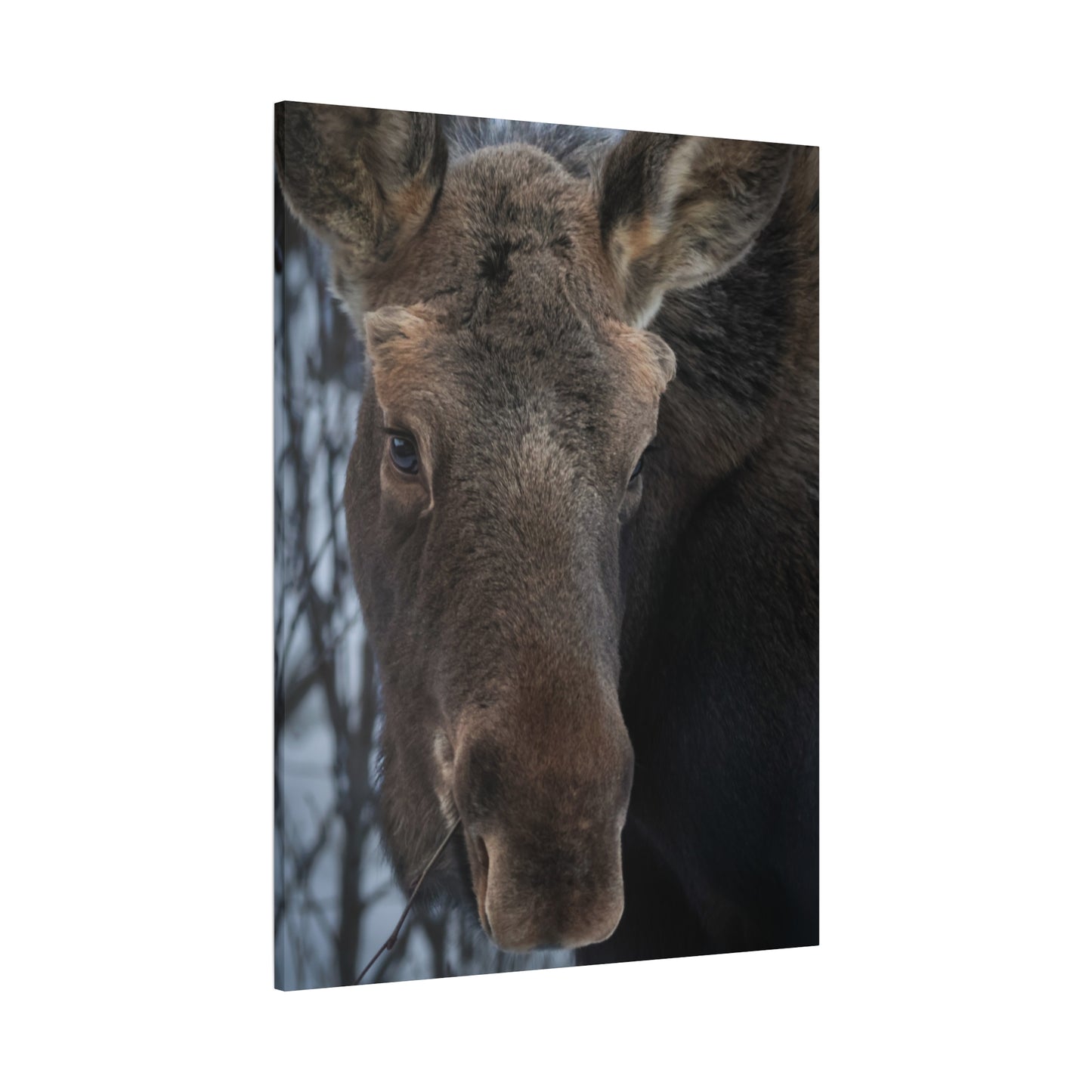 Moose Face Close-Up Matte Canvas Wall Art