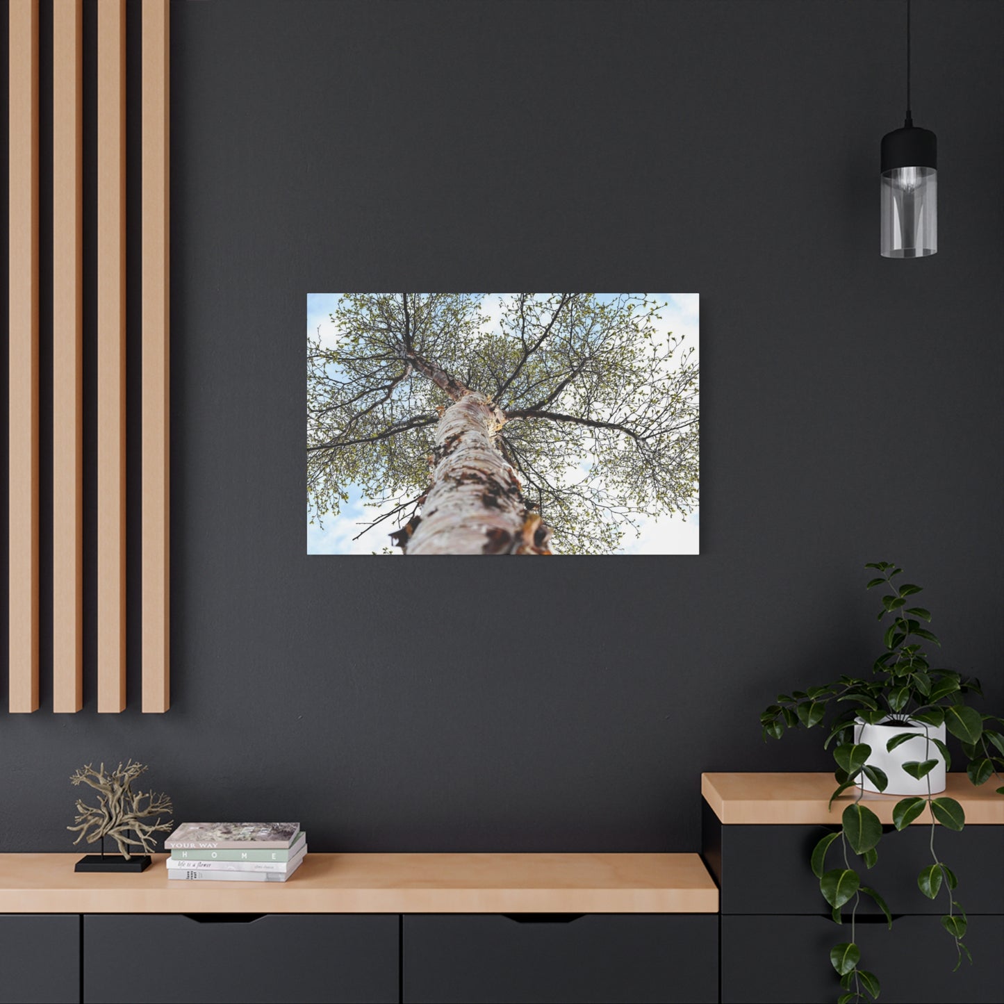 Looking Up Through Birch Light ~ Matte Canvas Print
