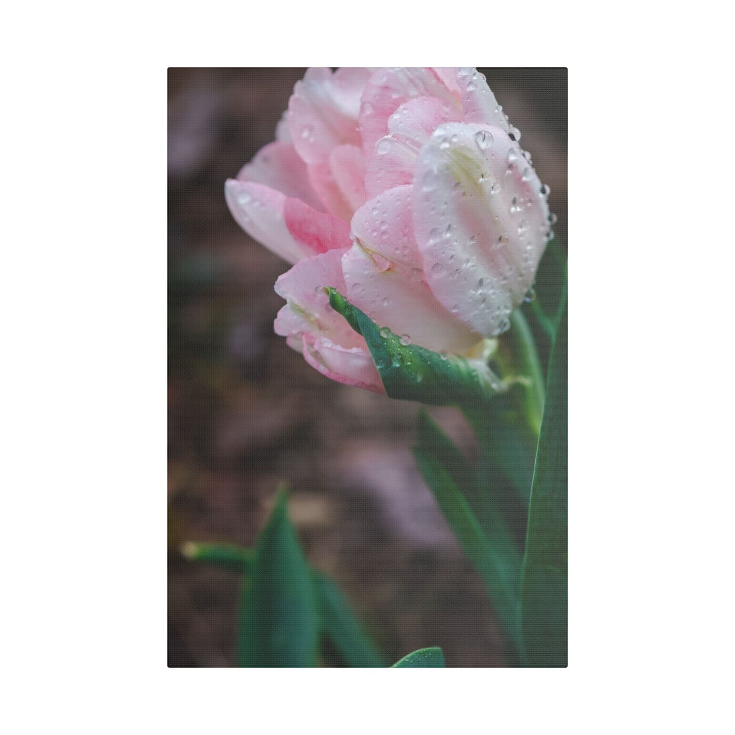 Pale Pink Tulip Close-Up with Rain Drops