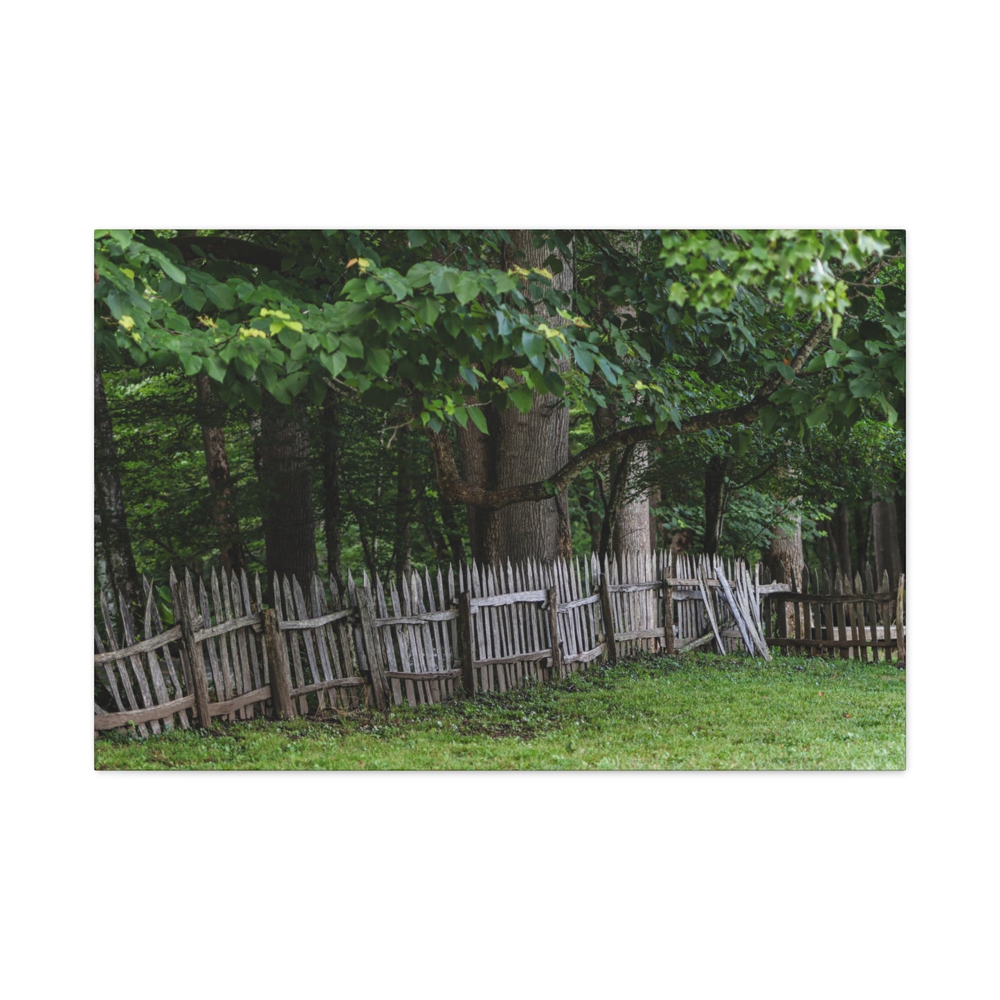 Rustic Split-Rail Fence Canvas Wall Art ~ Forest Landscape Matte Stretched Print