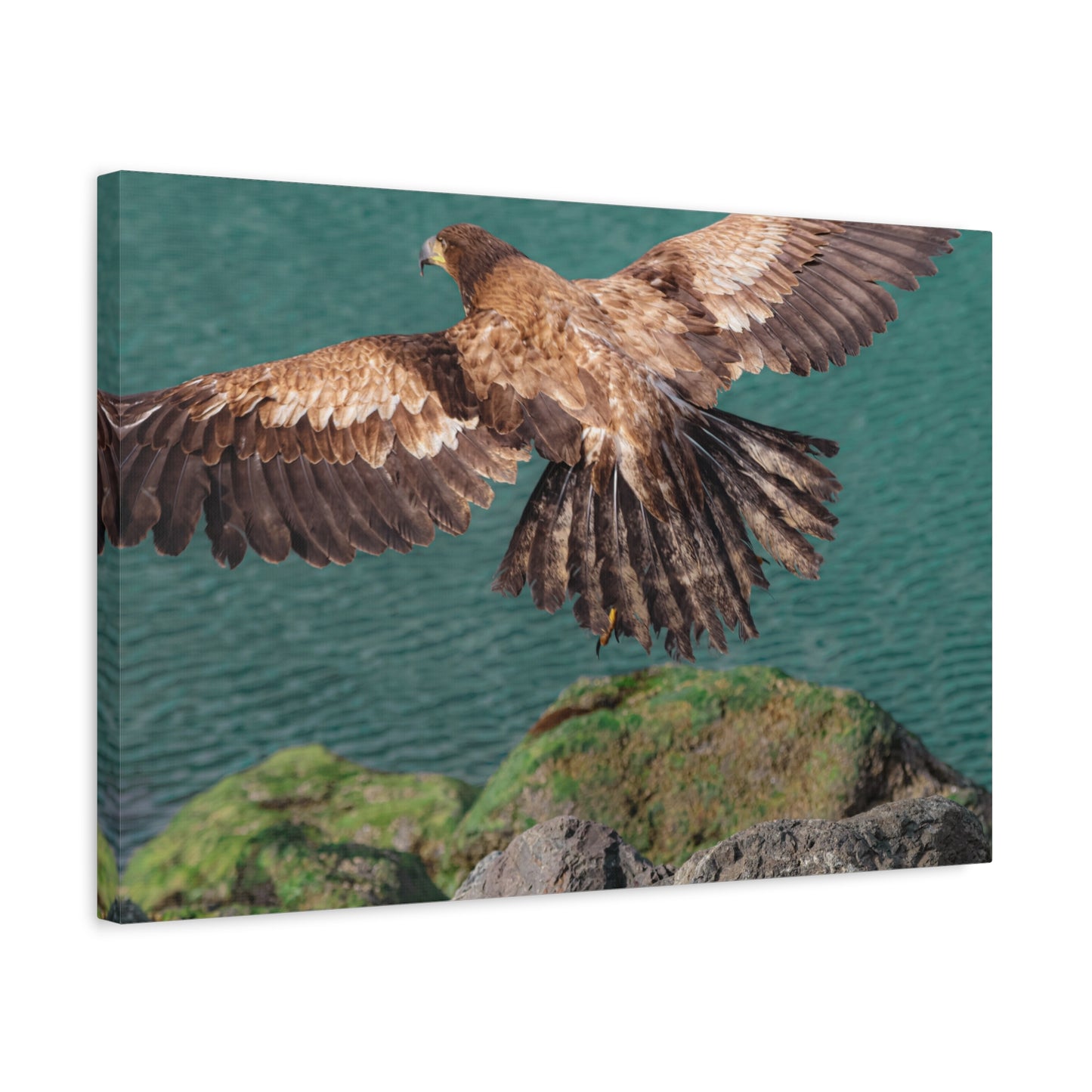 Young Eagle Over Open Water – A Quiet Coastal Canvas Print