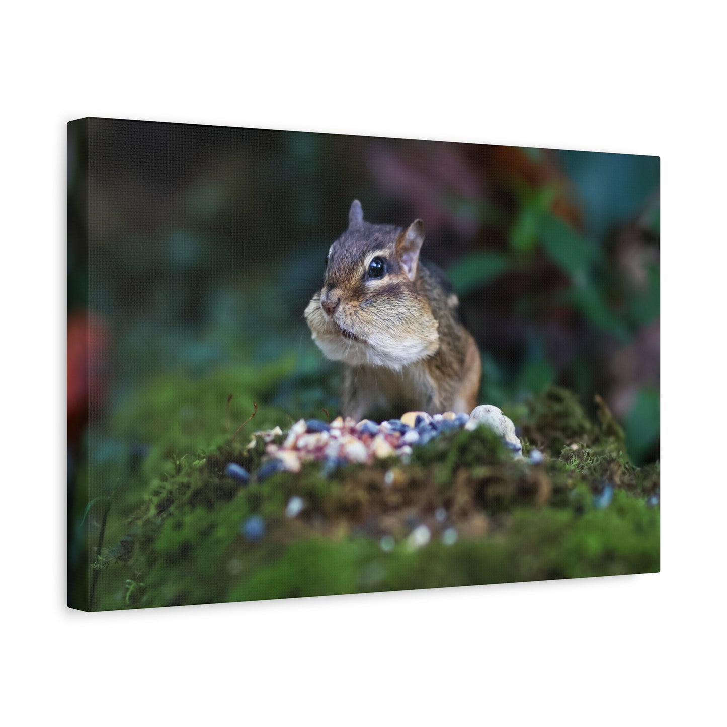 Curious Chipmunk Canvas Print – A Quiet Wildlife Moment
