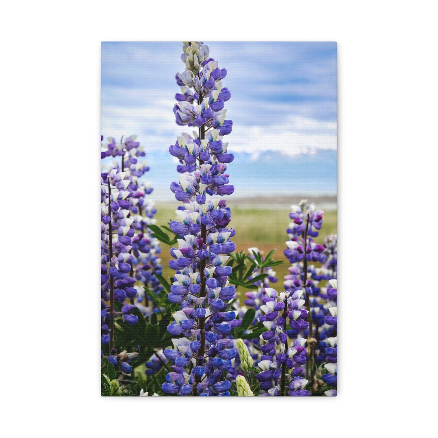 Lupine Field Matte Stretched Canvas