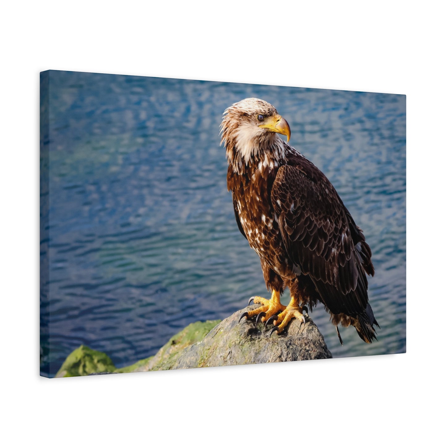 Bald Eagle Wildlife Canvas Print ~ Matte Stretched Wall Art
