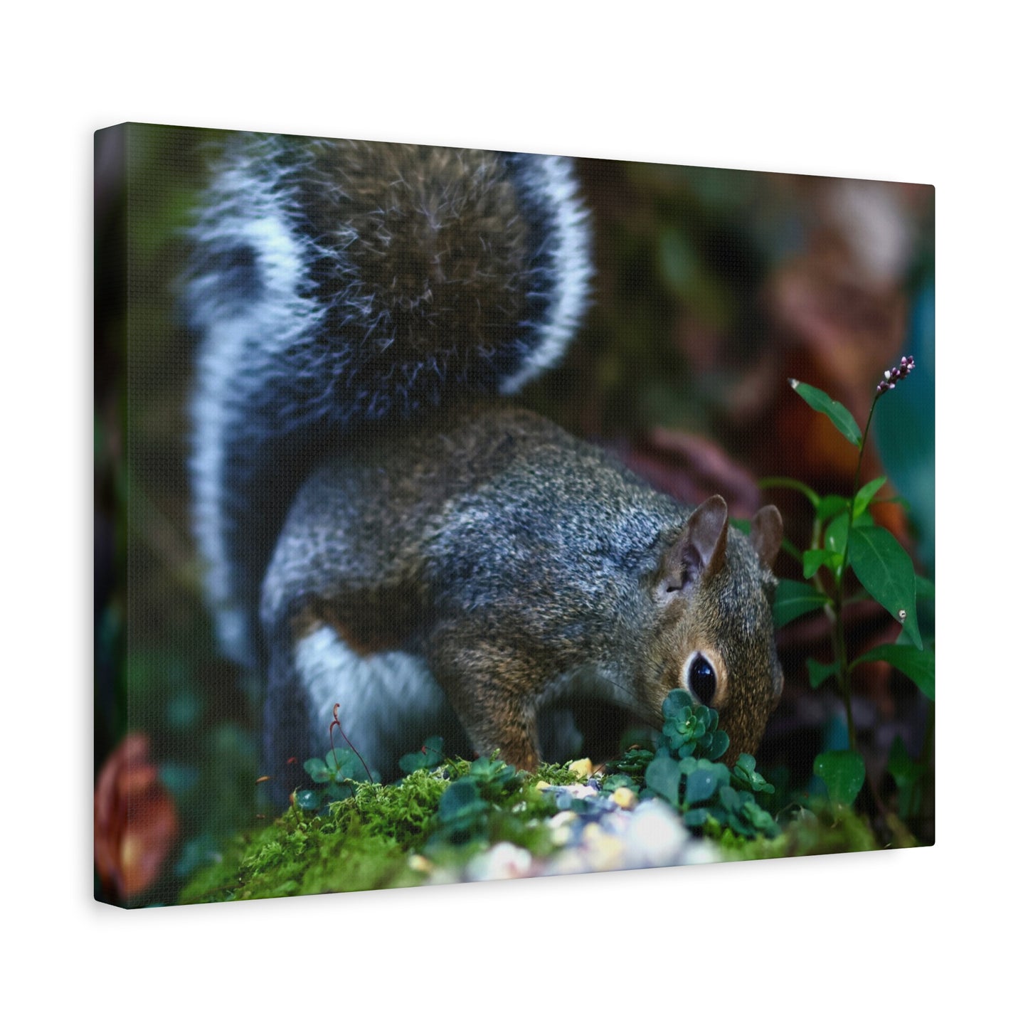 Squirrel Foraging Matte Canvas Print — Nature Wall Art, Wildlife Photography Stretched Canvas