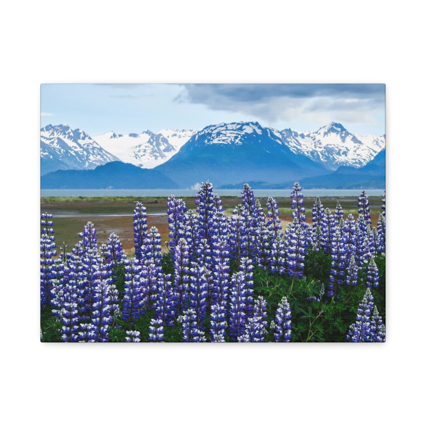 Lupine Coastal Canvas Print — Purple Wildflower Wall Art