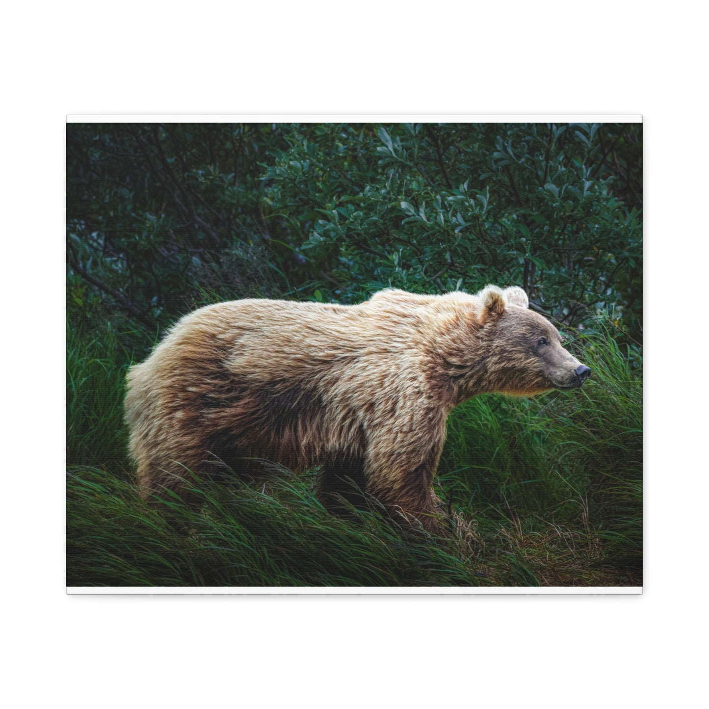 Katmai Brown Bear Canvas Print ~ Wildlife Wall Art Matte Stretched 1.25"