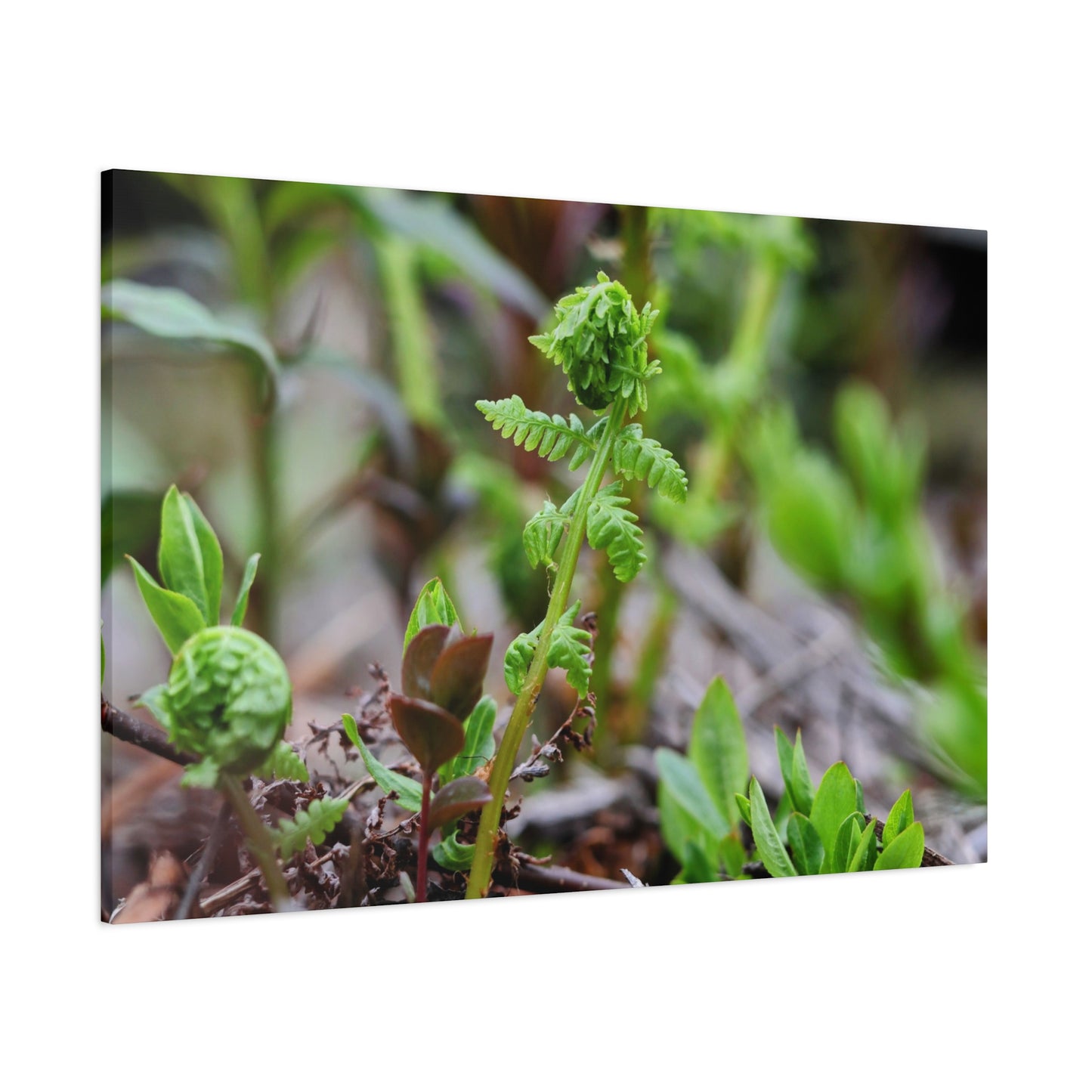 The Unfurling Fern ~ Minimal Botanical Matte Canvas Art