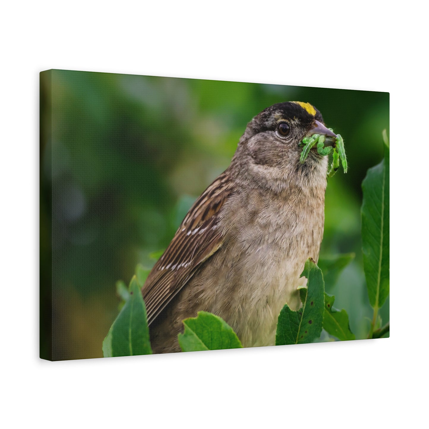 Golden-Crowned Sparrow Canvas Print, Bird Photography Wall Art