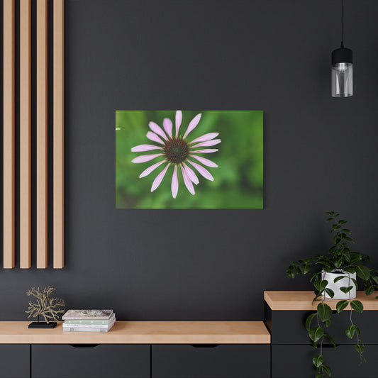 Pink Coneflower Botanical Canvas Wall Art — Matte Stretched 1.25"