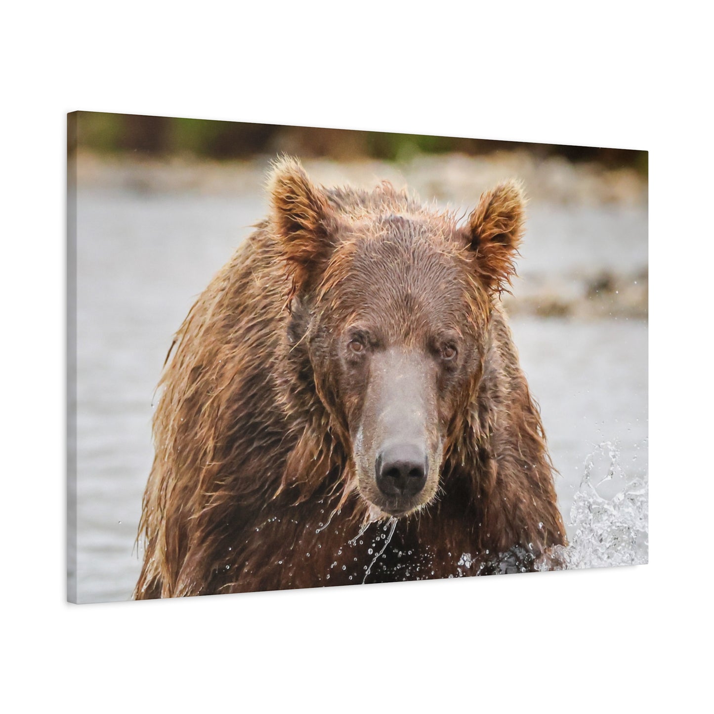 Katmai Brown Bear Close-Up – Alaska Wildlife Canvas Print, 1.25” Stretched, Nature Wall Art