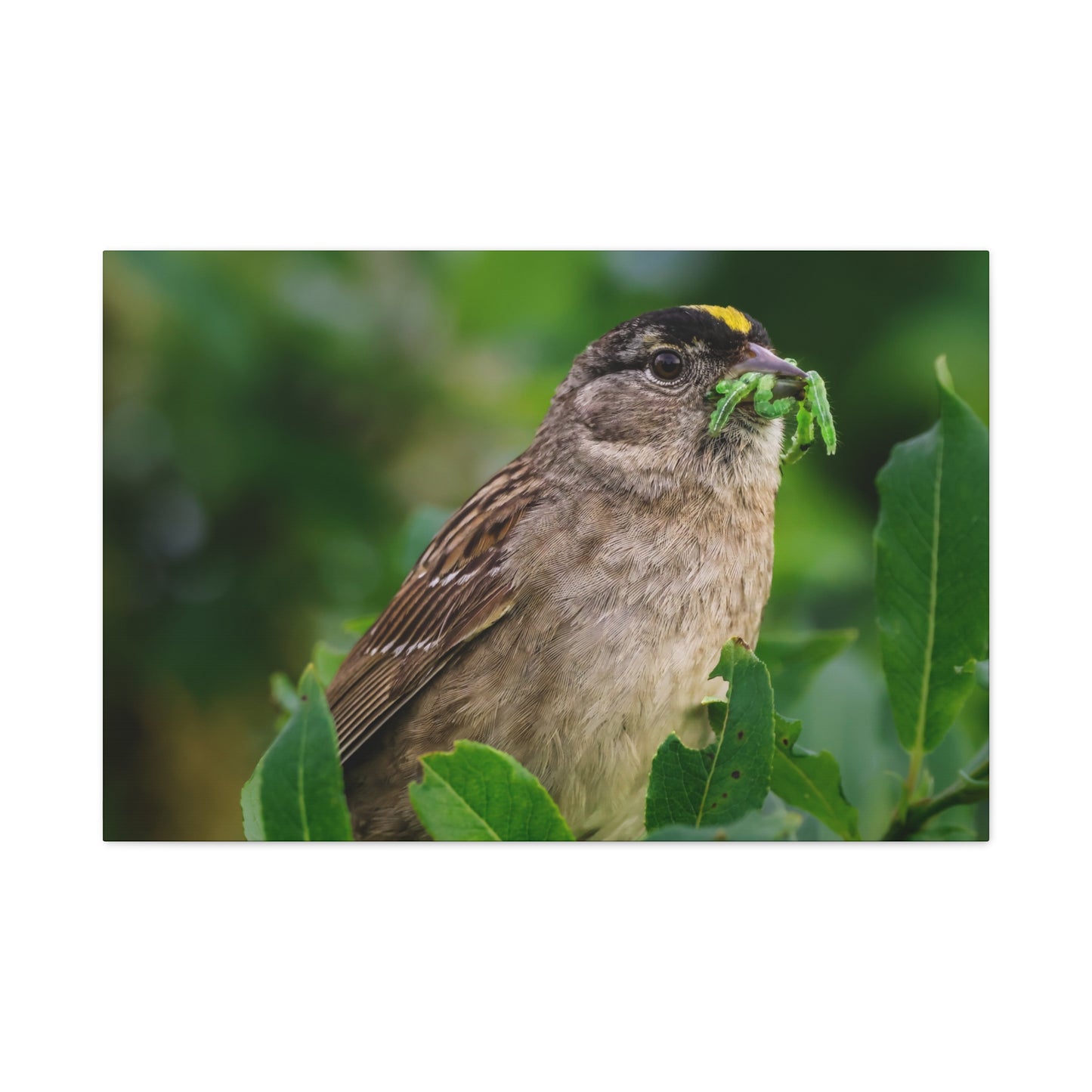 Golden-Crowned Sparrow Canvas Print, Bird Photography Wall Art