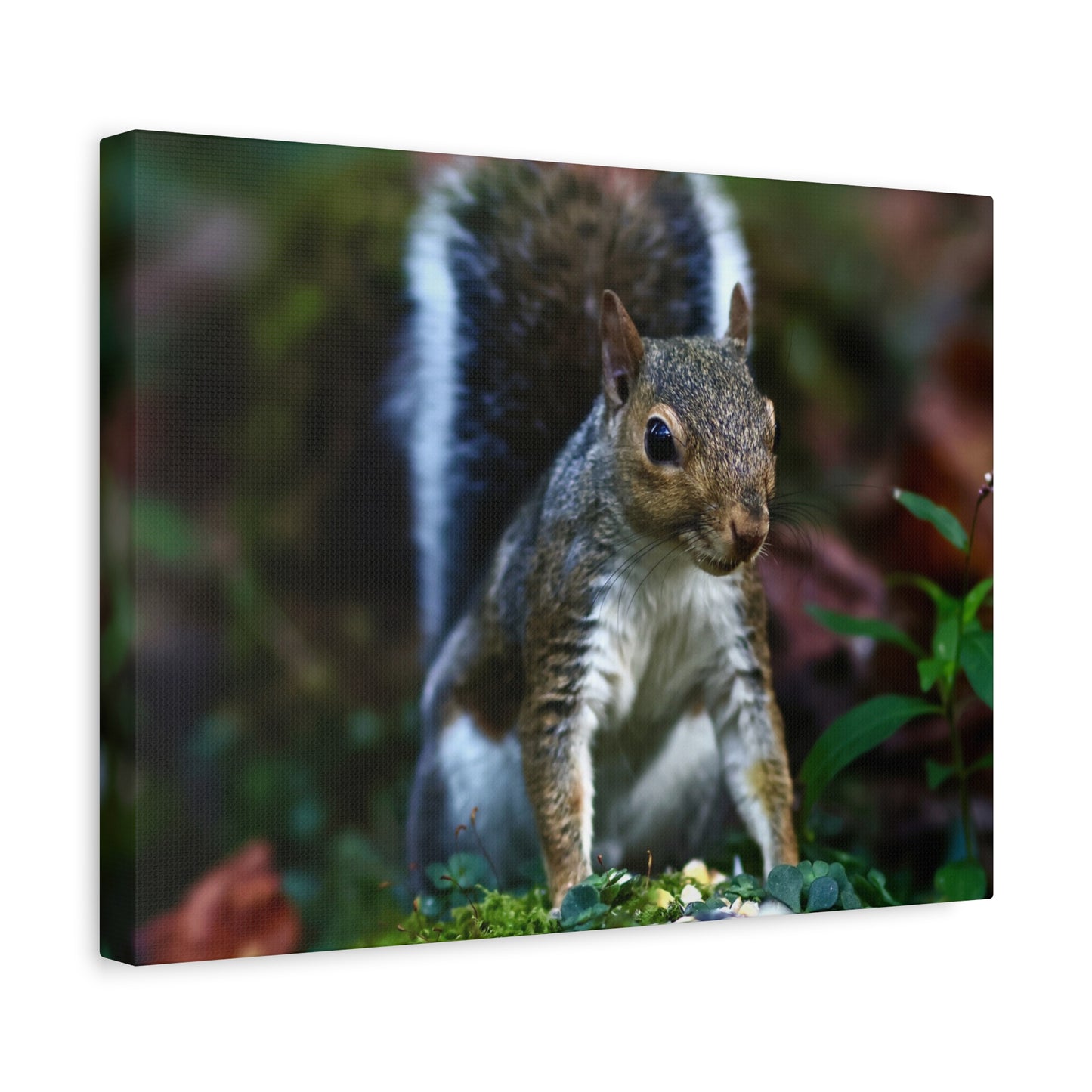 Squirrel Wildlife Matte Canvas Print — Woodland Nature Wall Art