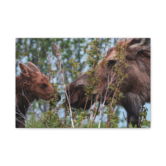 Moose Mama & Calf Matte Canvas Wall Art
