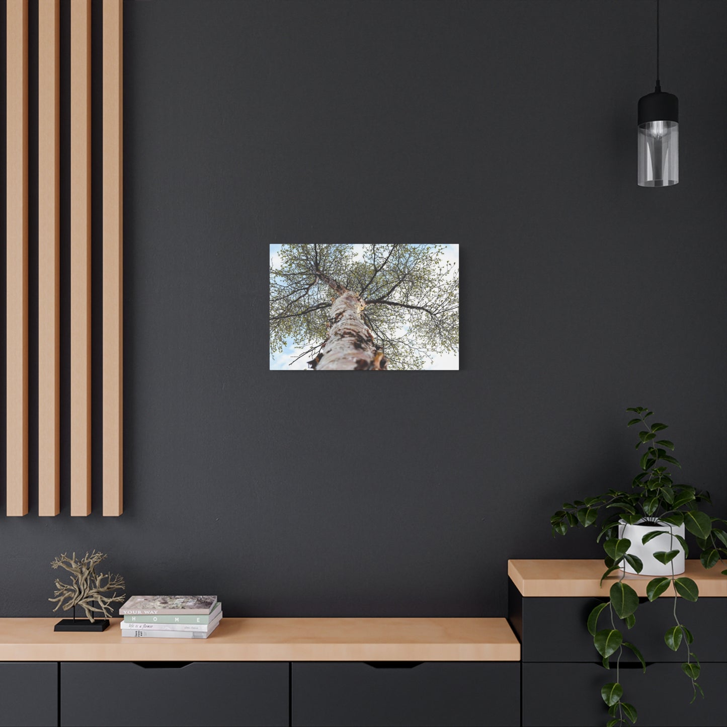 Looking Up Through Birch Light ~ Matte Canvas Print