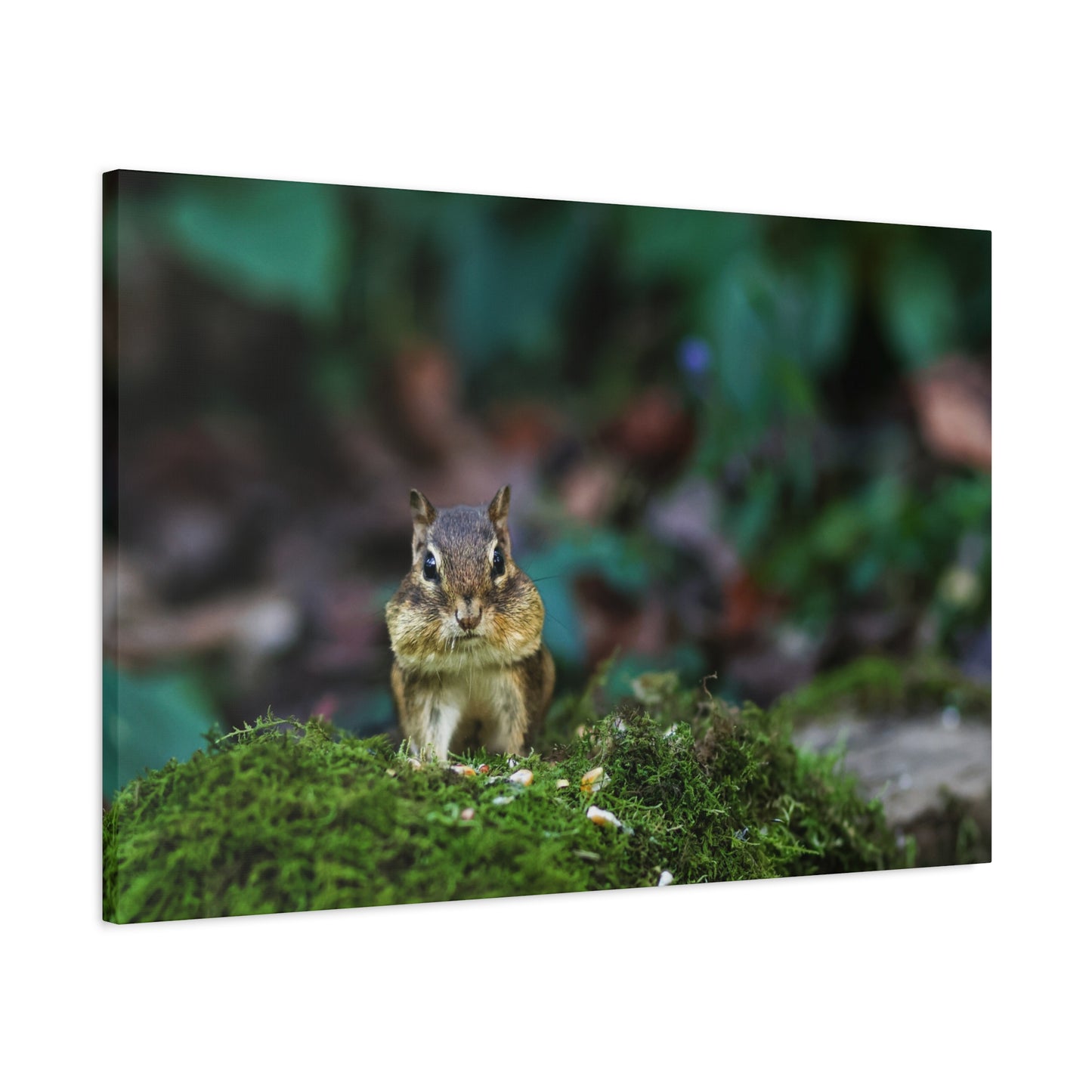 Chipmunk on Moss