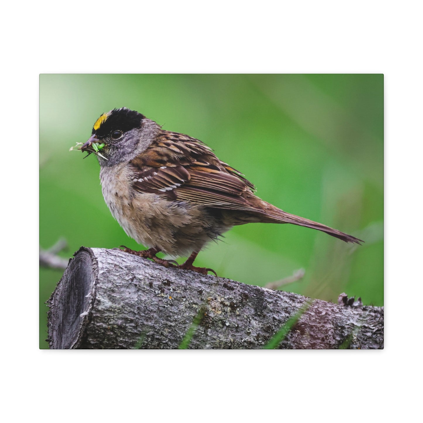 Golden-Crowned Sparrow Canvas Print — Matte Stretched Wall Art