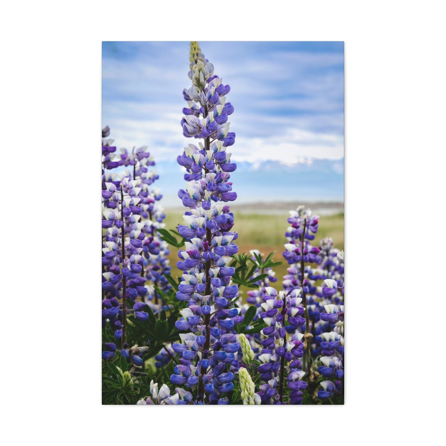 Lupine Field Matte Stretched Canvas