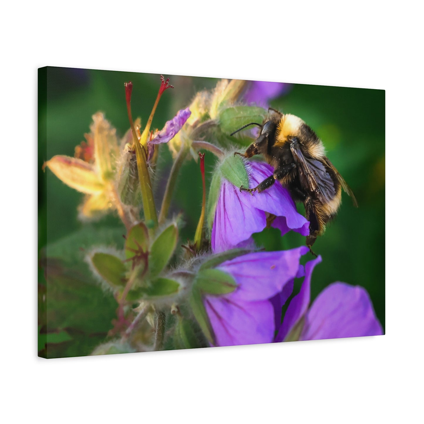 Bee on Purple Flower Matte Canvas Print
