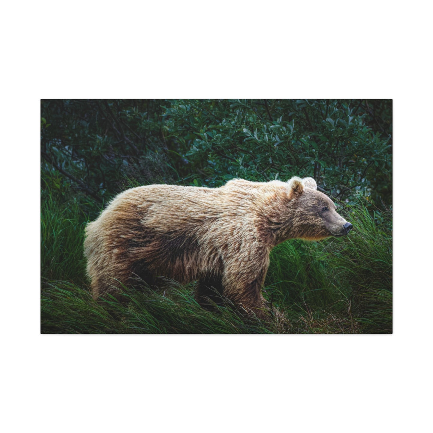 Katmai Brown Bear Canvas Print ~ Wildlife Wall Art Matte Stretched 1.25"