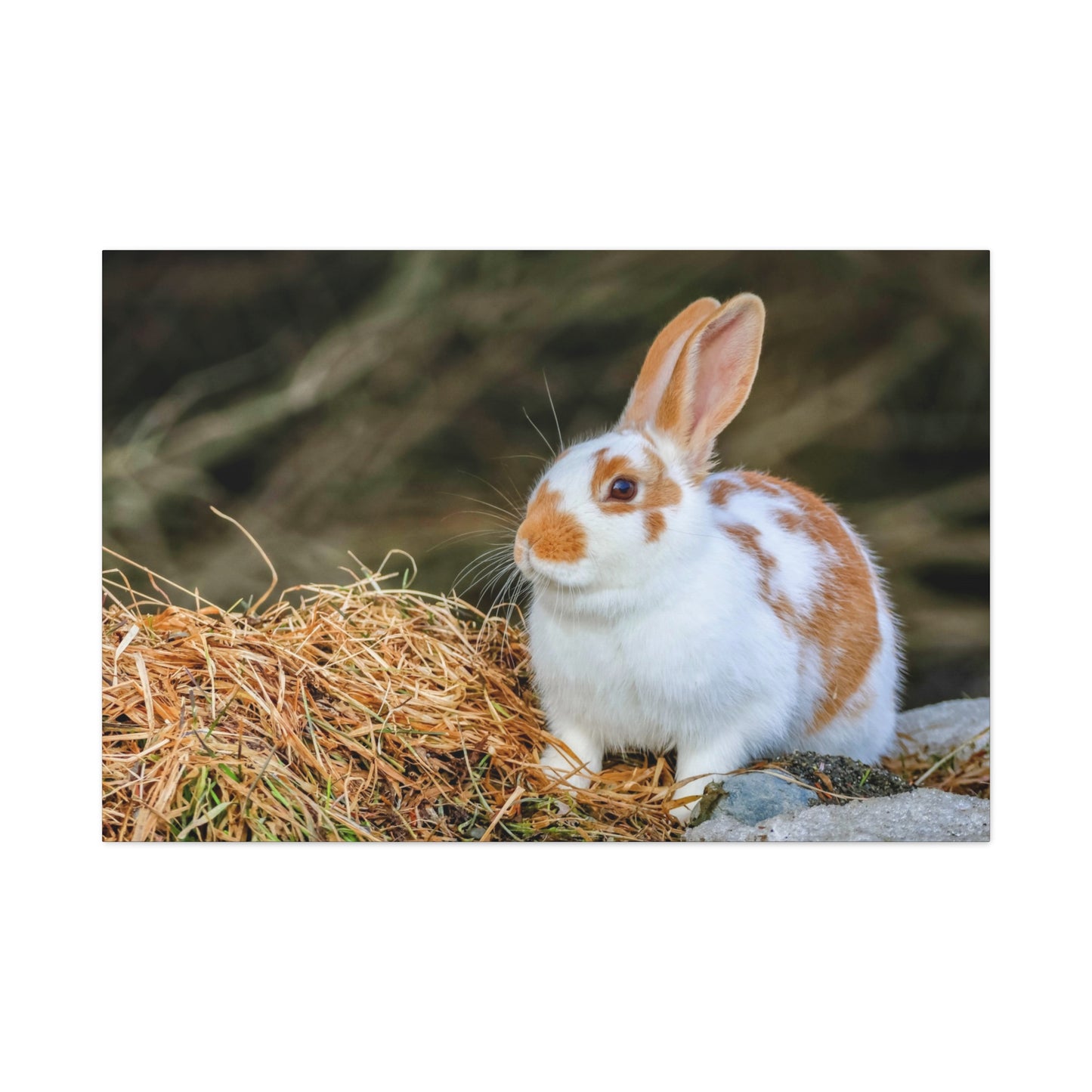 A Quiet Little Rabbit ~ Matte Stretched Canvas Print