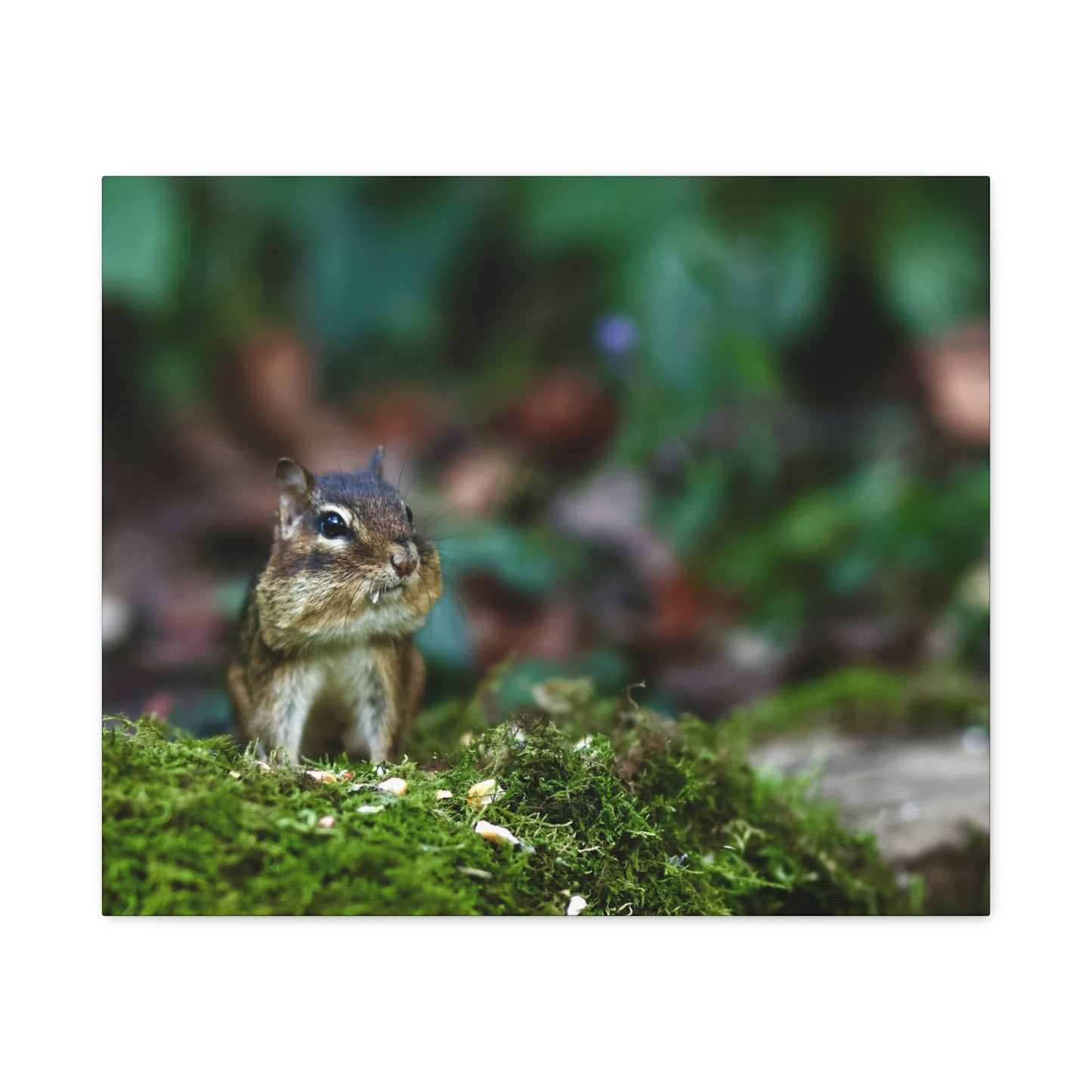 Chipmunk in Moss Matte Canvas Wall Art — Woodland Wildlife Photography Stretched Print