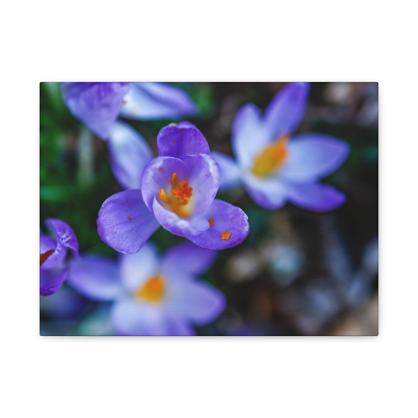 Purple Crocus Blossom Matte Canvas Print, Spring Floral Wall Art