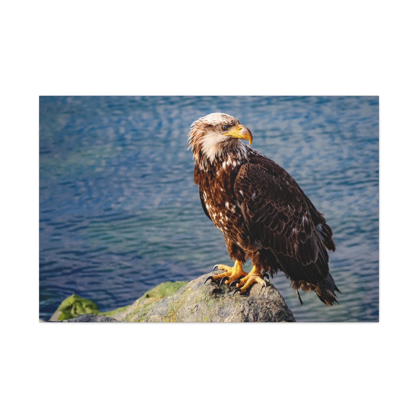 Bald Eagle Wildlife Canvas Print ~ Matte Stretched Wall Art
