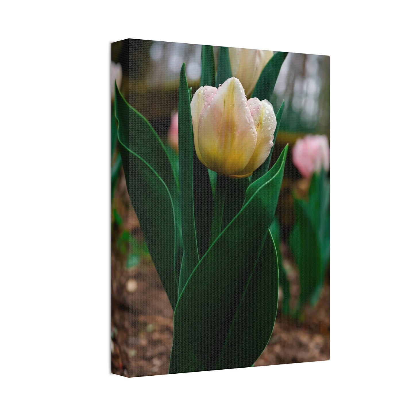 Tulip Blossom Spring Floral on canvas