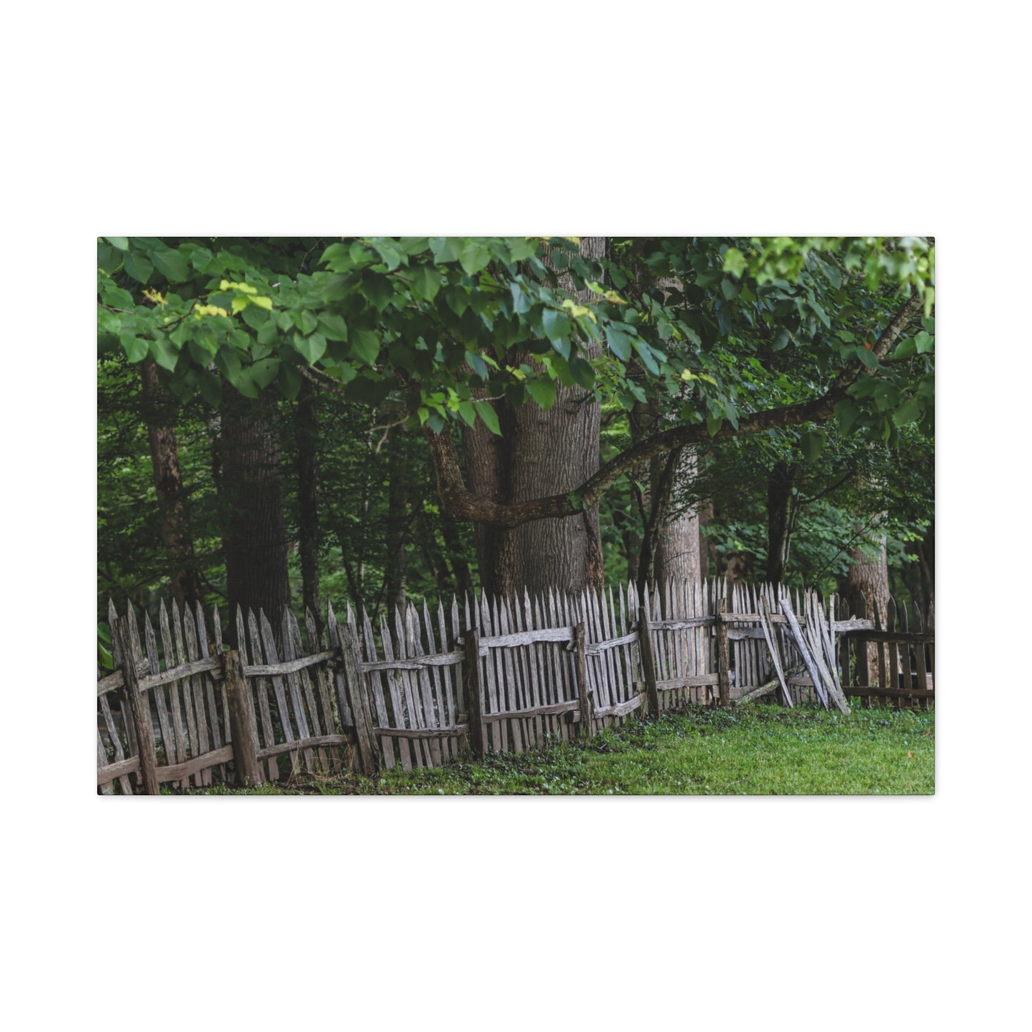 Rustic Split-Rail Fence Canvas Wall Art ~ Forest Landscape Matte Stretched Print