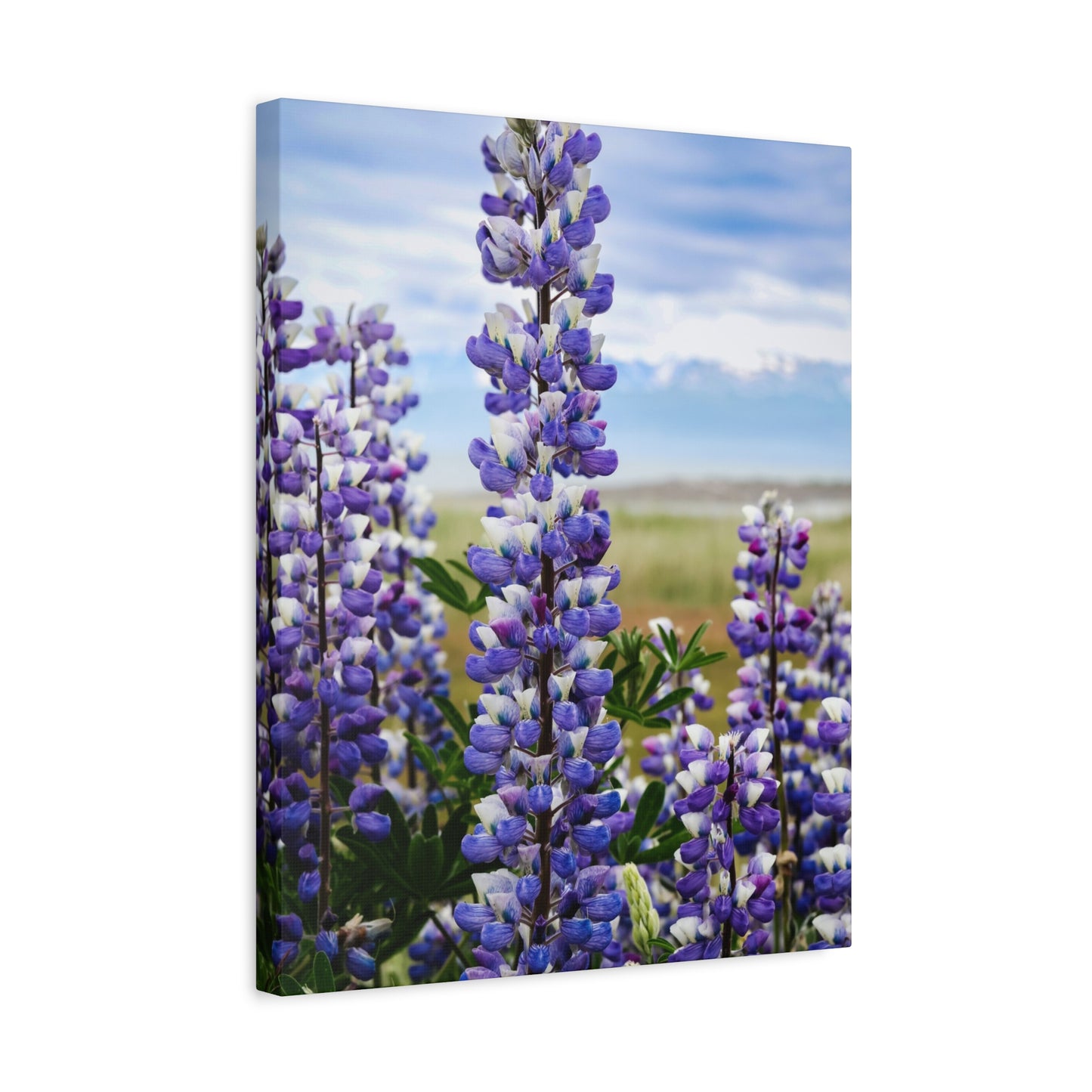 Lupine Field Matte Stretched Canvas