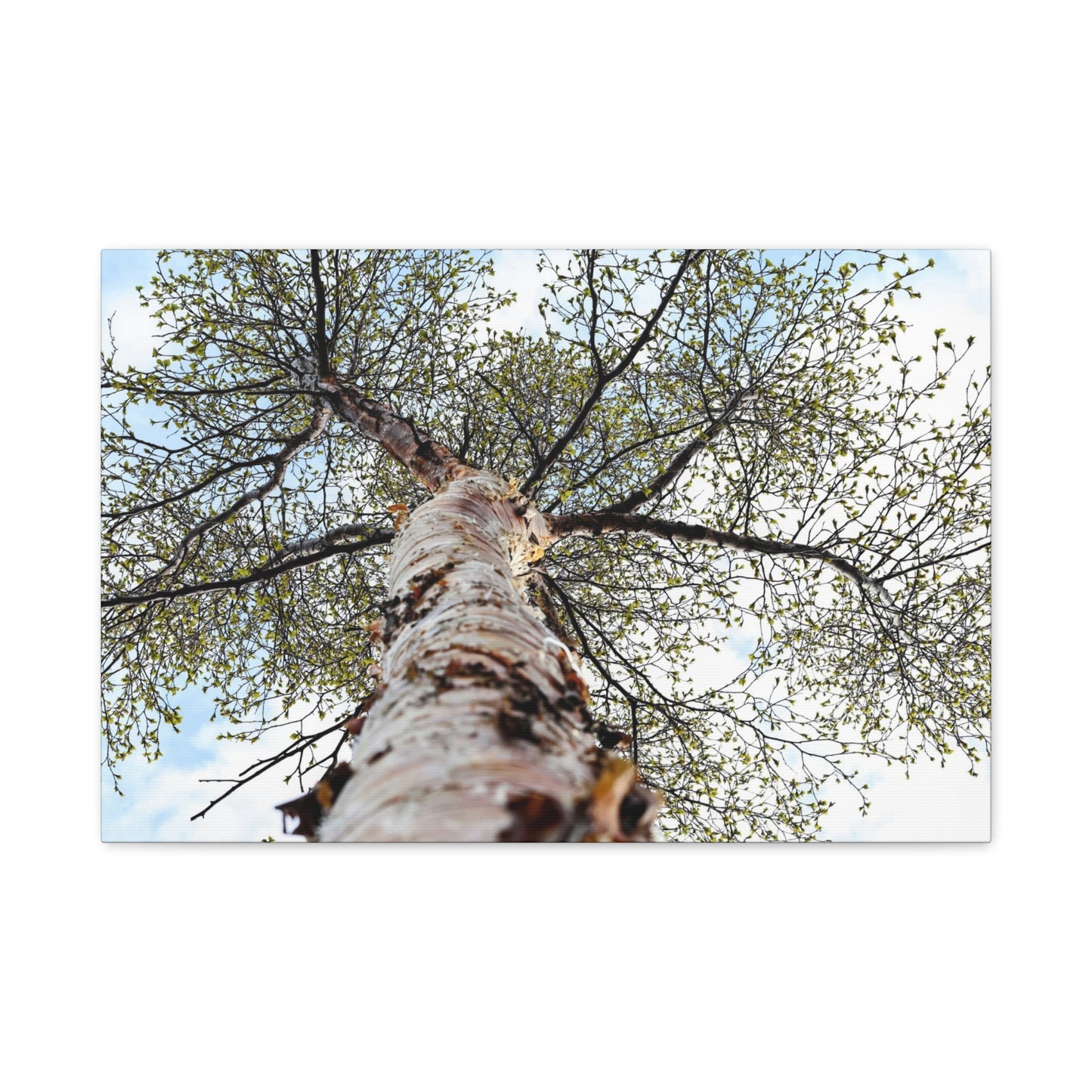 Looking Up Through Birch Light ~ Matte Canvas Print