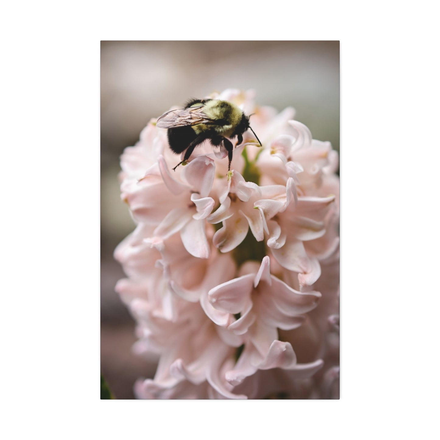 Bee on Pink Hyacinth Canvas Print ~ Botanical Wall Art