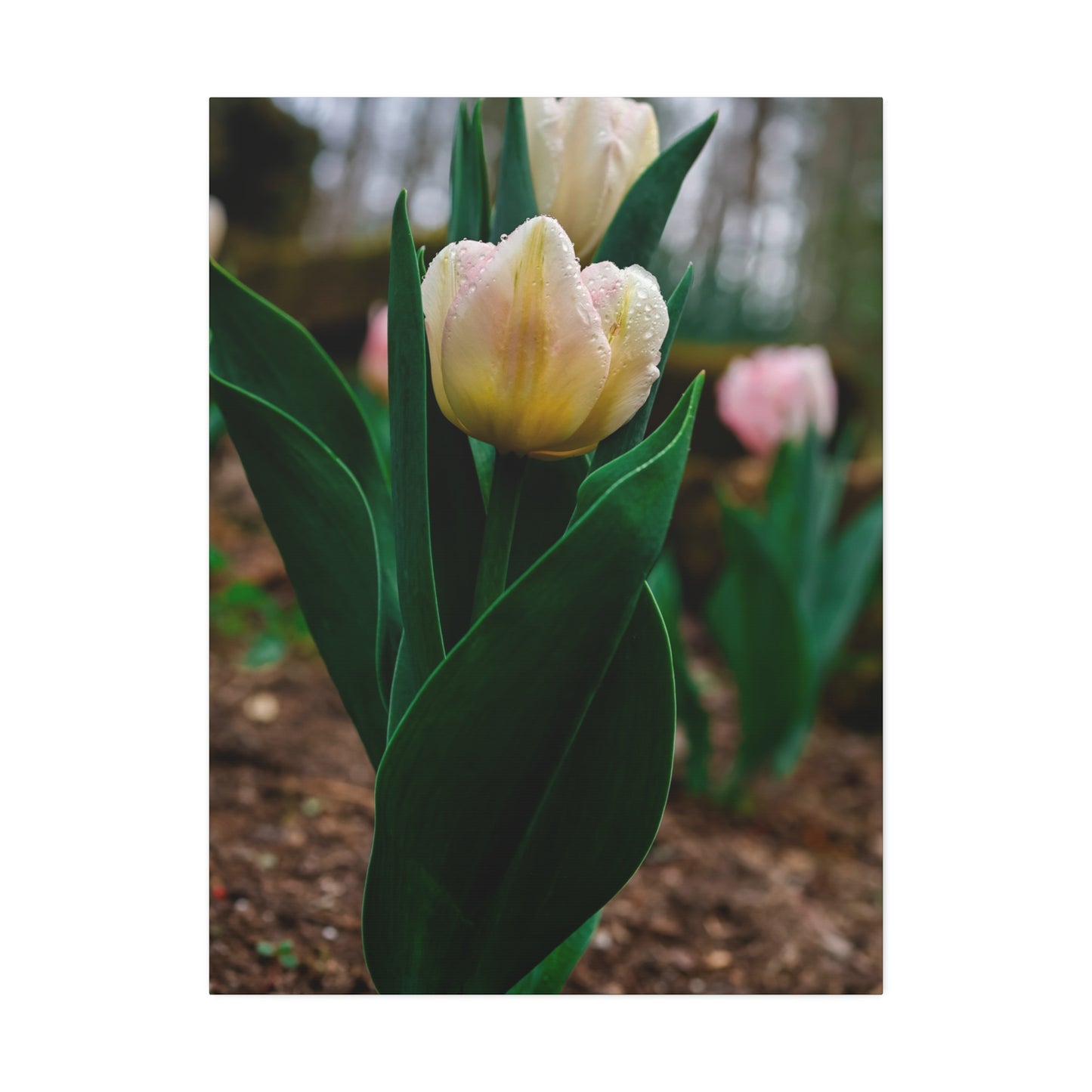 Tulip Blossom Spring Floral on canvas